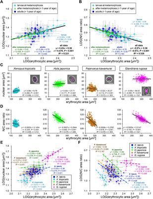 Specificity of Nuclear Size Scaling in Frog Erythrocytes